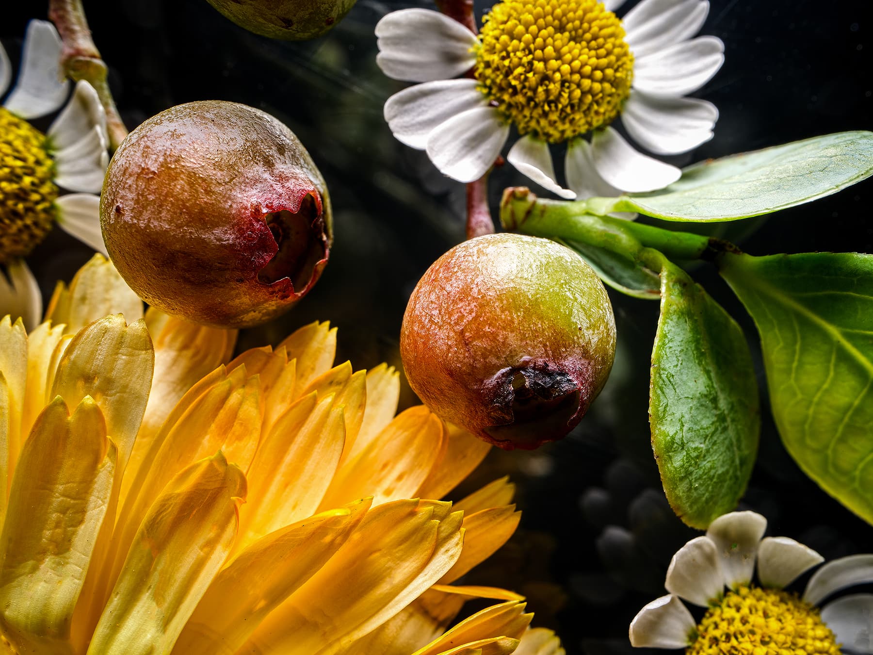 Macro picture of flowers.