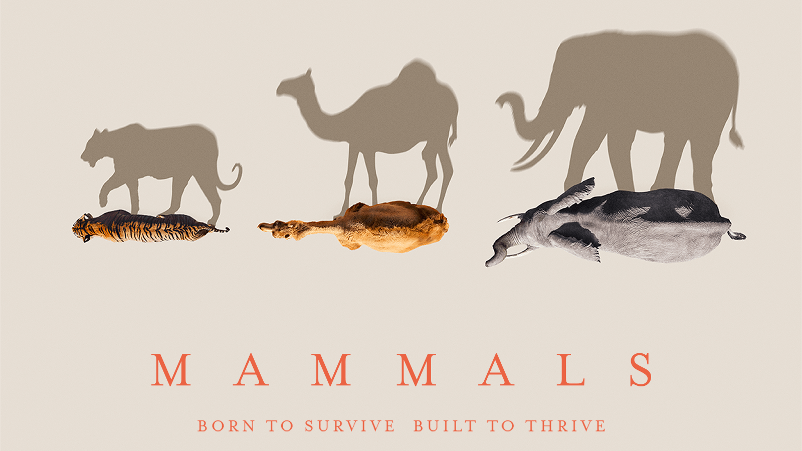 Mammals iconic