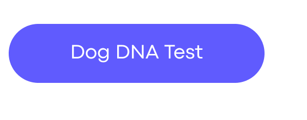 Dog DNA Test