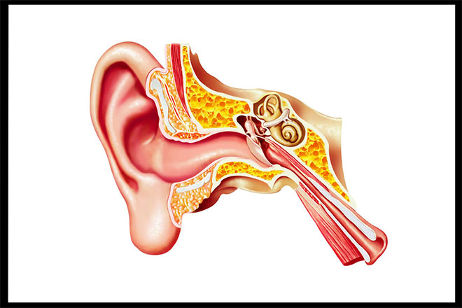 A drawing of the interior of an ear canal.