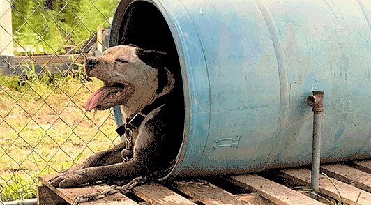 hot chained dog in barrel outside