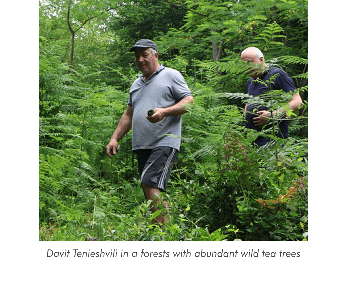 Davit Tenieshvili in a forests with abundant wild tea trees