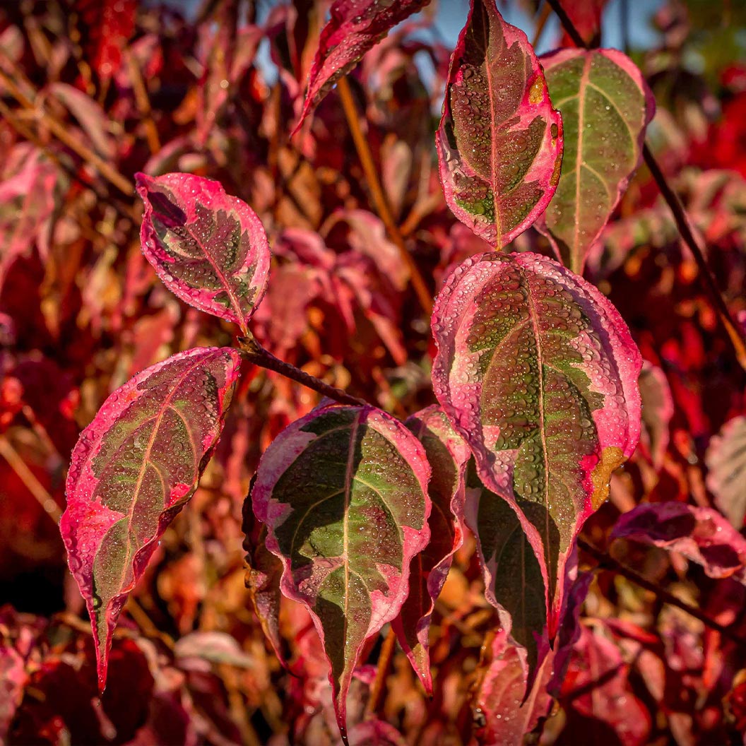 Image of Summer Fun Dogwood Tree