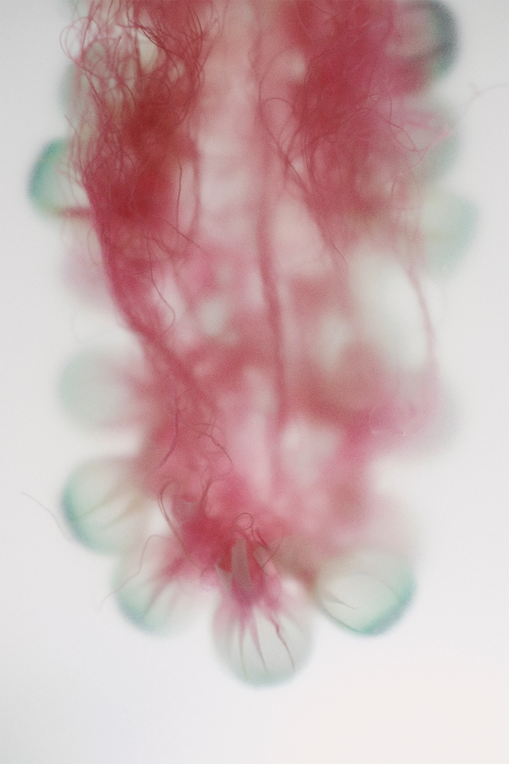 Fiberium 03