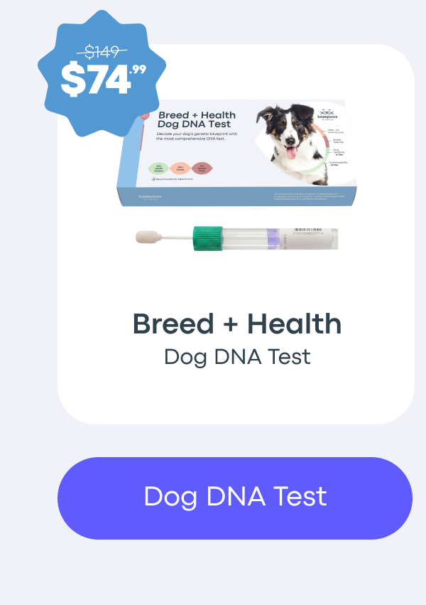 Dog DNA Test