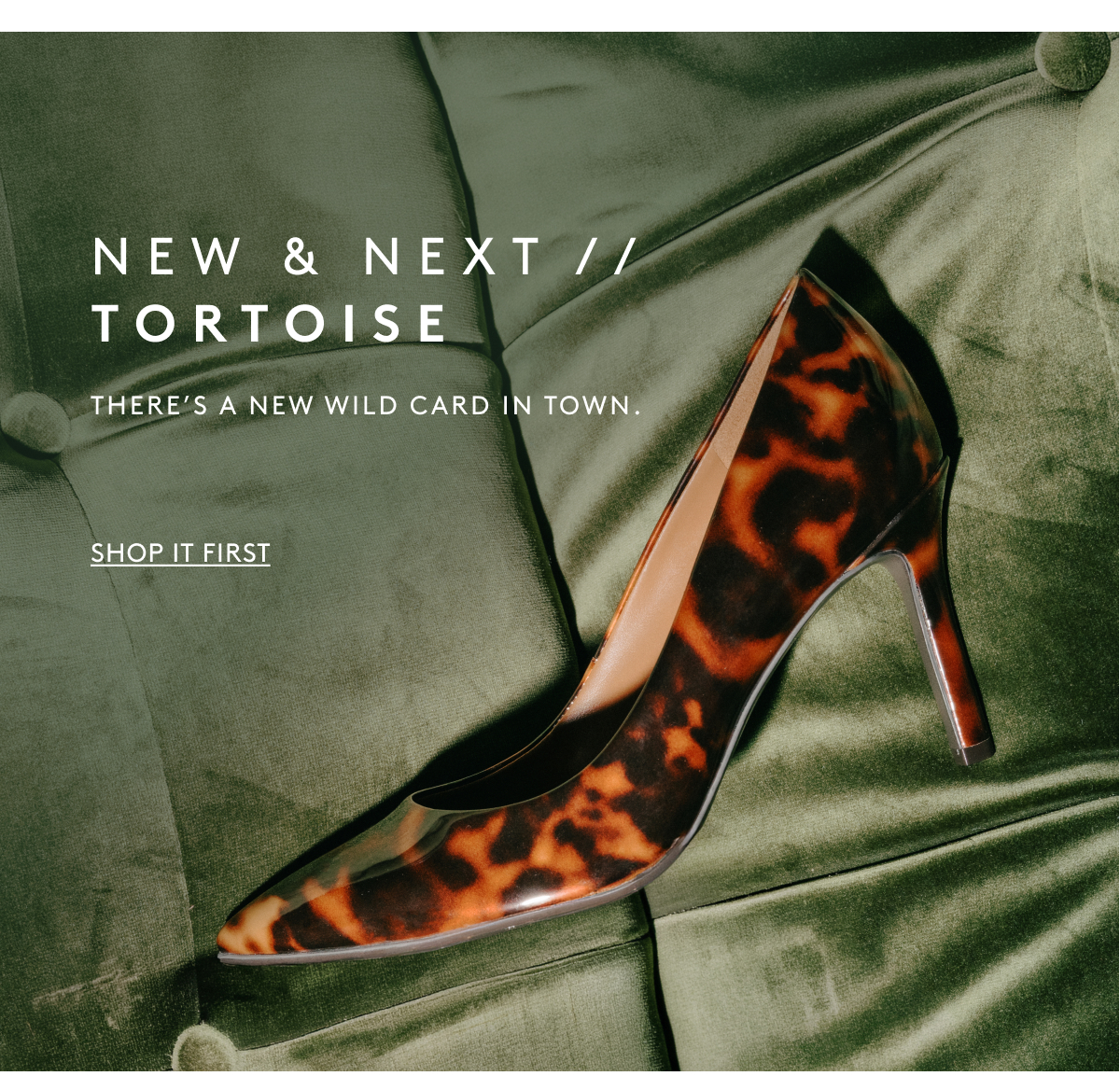 New & Next // Tortoise / There's A new Wild Card In Town. | Shop It First