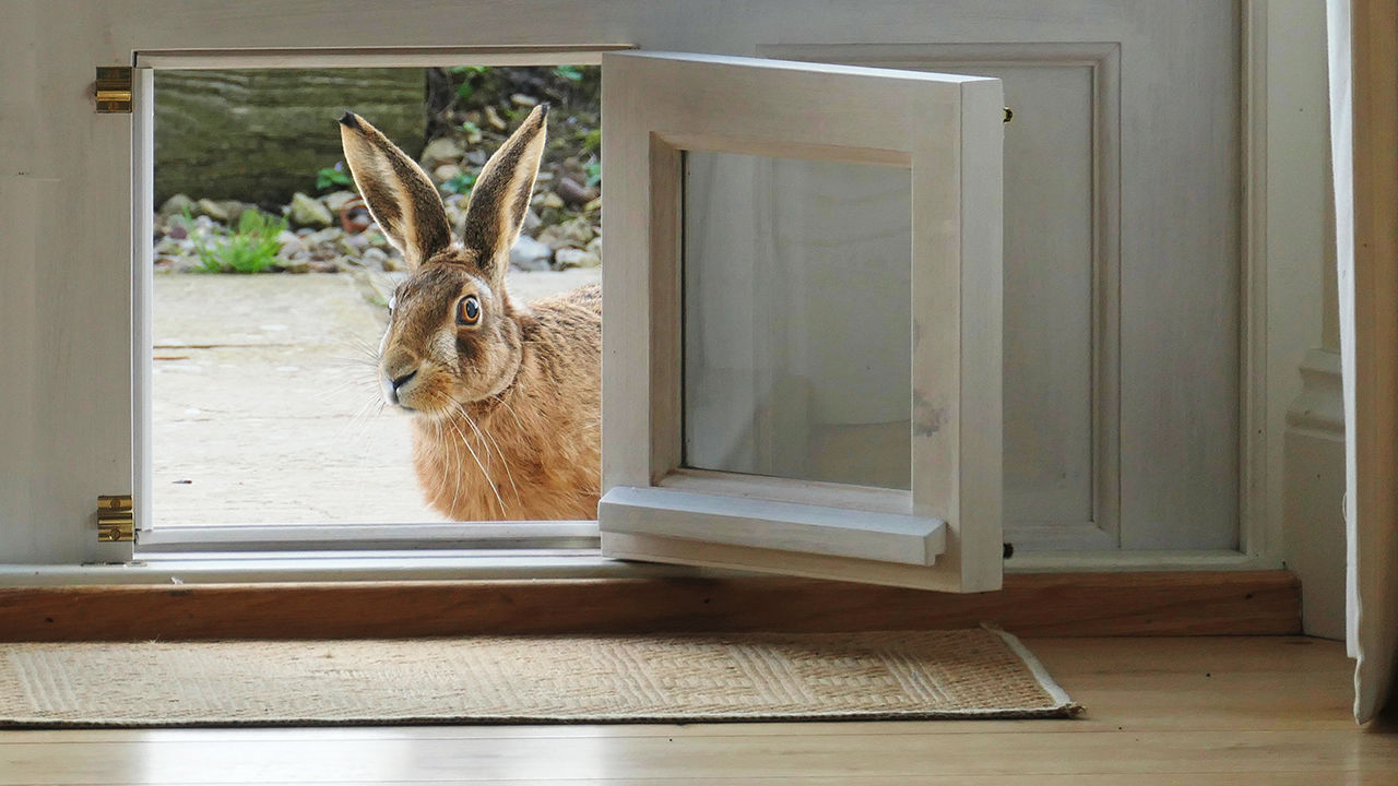 Hare looking through a window