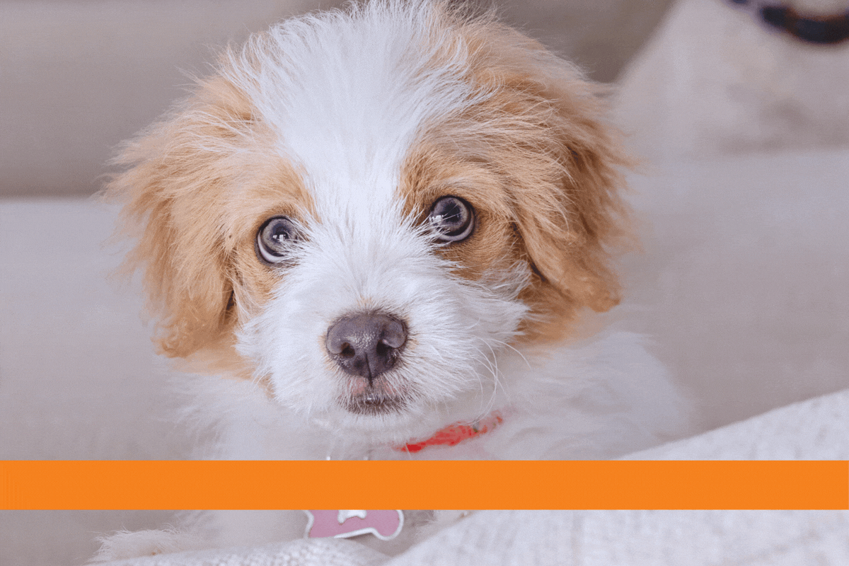 Fluffy tan and white puppy 