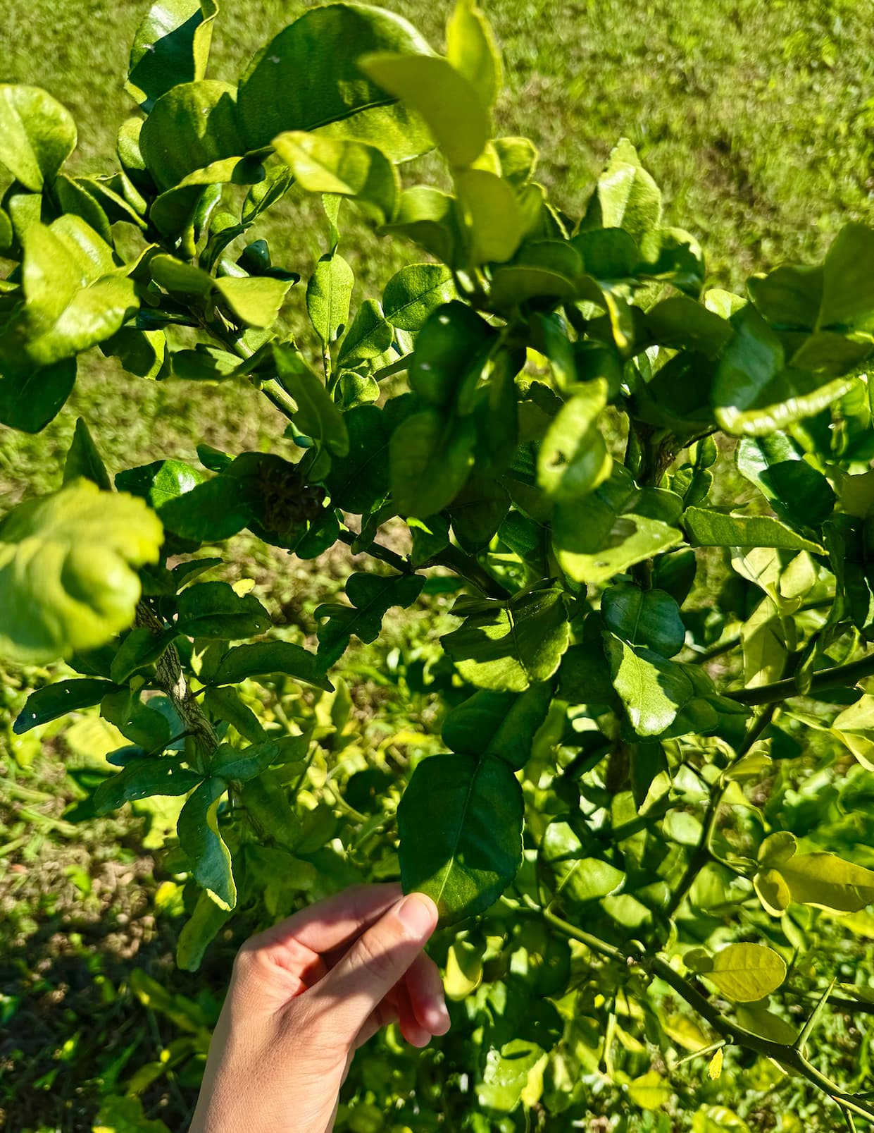 My Kaffir lime tree