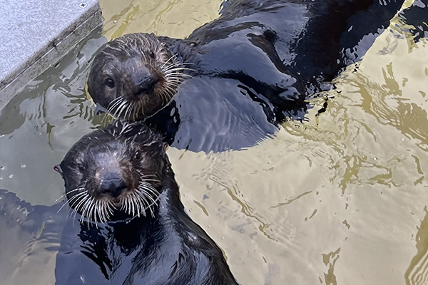 Two brown sea otters floating on their backs in clear water with their heads pressed together