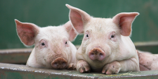 Two pale pink piglets look forwards over a metal barrier against a dark green background.