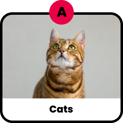 Cats