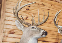Scoring a Deer Rack