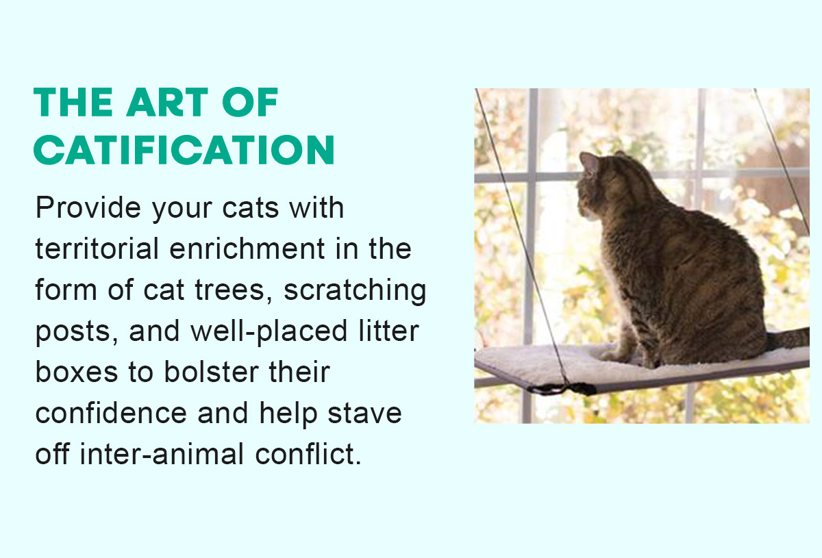 THE ART OF CATIFICATION Provide your cats with territorial enrichment in the form of cat trees, scratching posts, and well-placed litter boxes to bolster their confidence and help stave off inter-animal conflict.