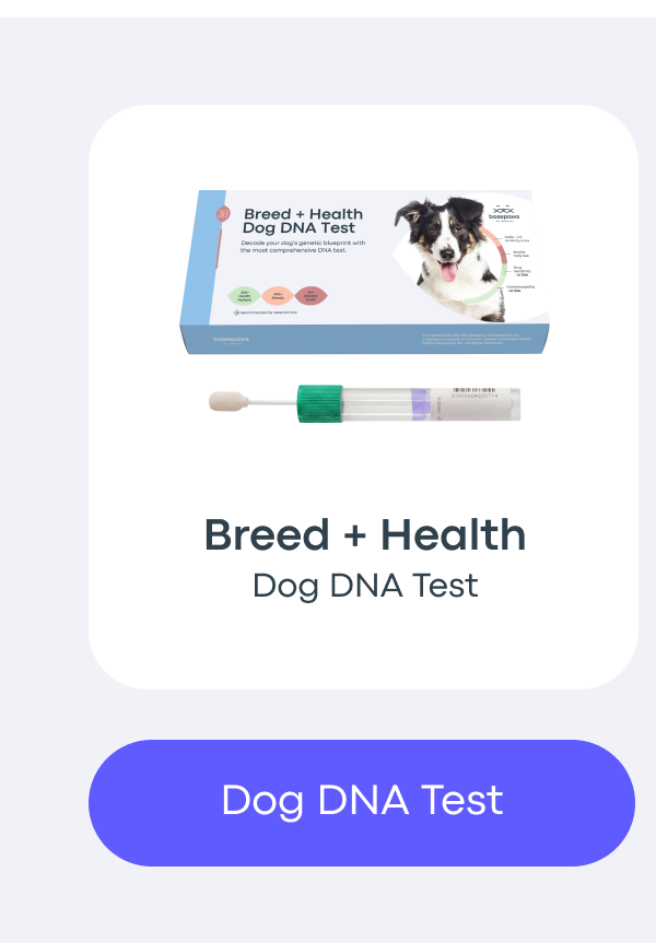 Dog DNA Test