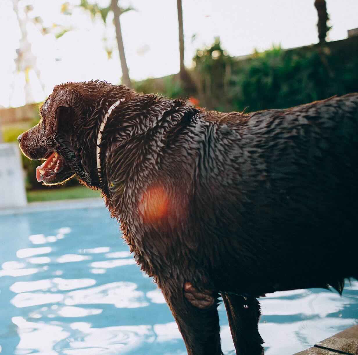 A happy pup outdoors