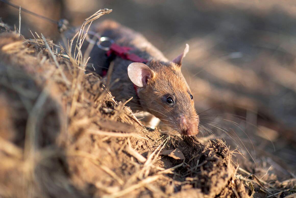 Ronin the rat