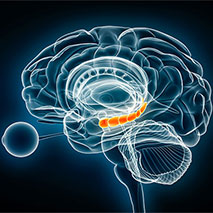 A transparent depiction of a stress center in a brain.