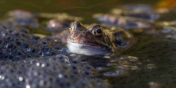 Close up image of a frog surrounded by frogspwan in a pond