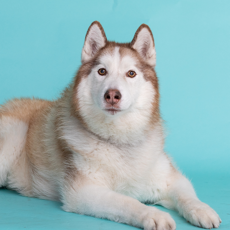 Simba - Former Shelter Dog