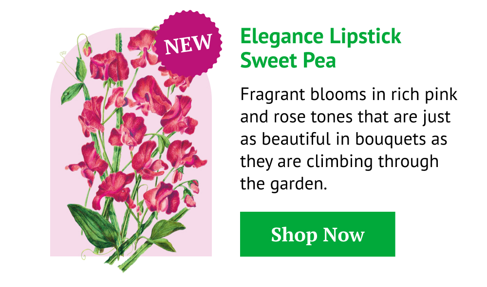 Elegance Lipstick Sweet Pea Seeds