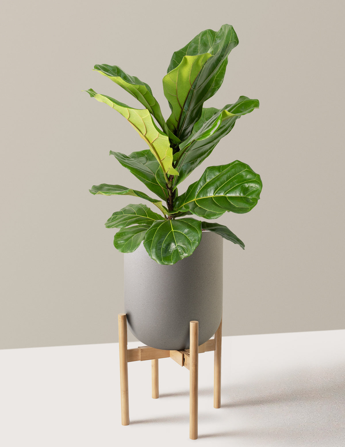 Image of Fiddle Leaf Fig Bush