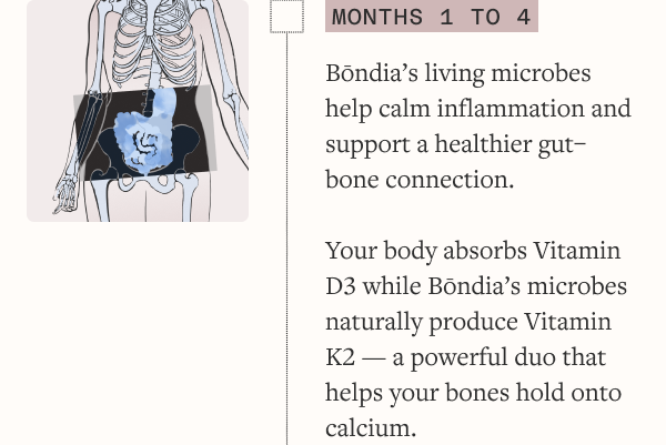Months 1–4 — Your body begins to respond Bōndia’s living microbes help calm inflammation and support a healthier gut–bone connection
