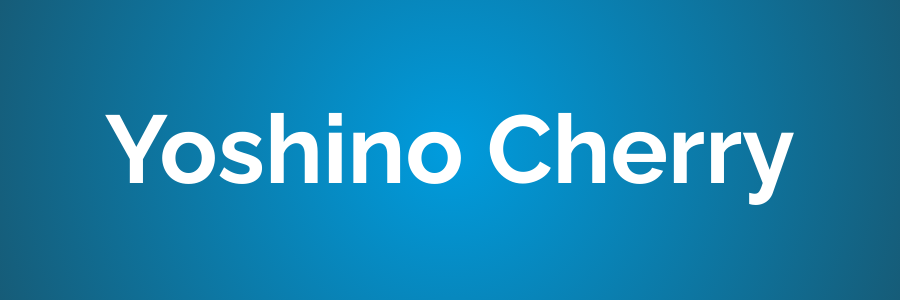 Yoshino Cherry