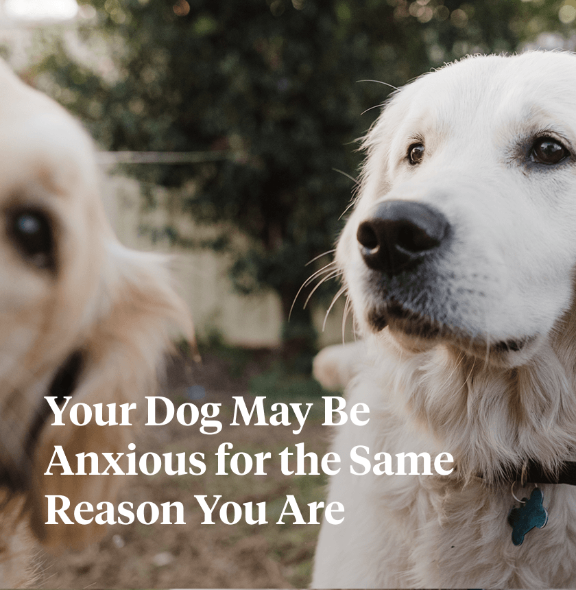 study-on-dog-genetics-finds-human-overlap