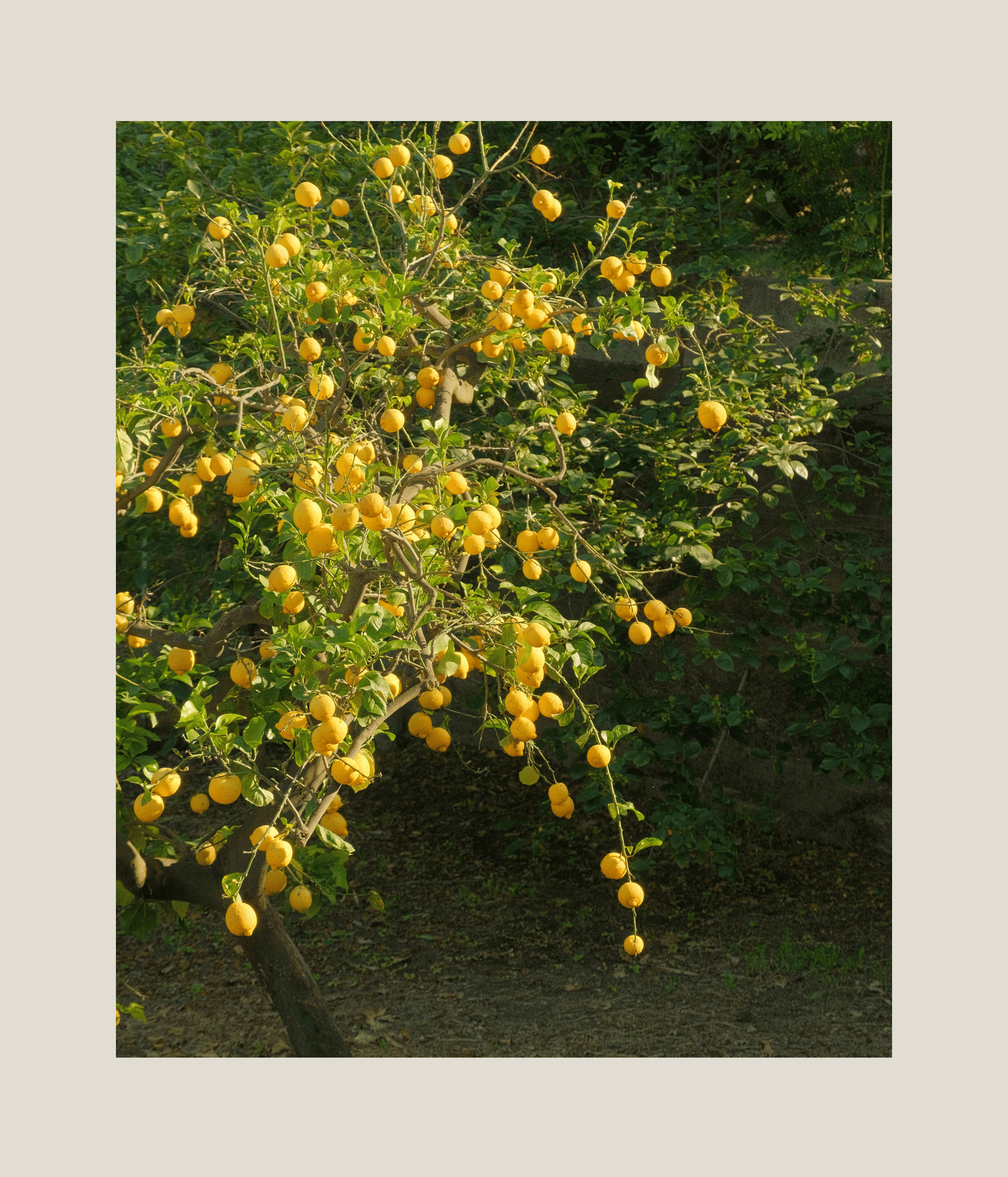 Lemon Tree