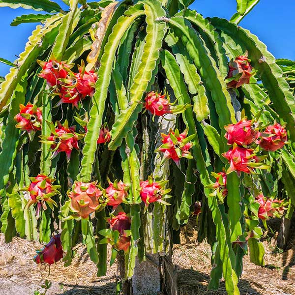Image of Dragon Fruit Cactus Plant