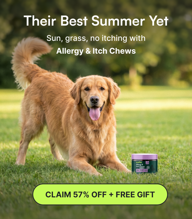 Their Best Summer Yet | Sun, grass, no itching with Allergy & Itch Chews