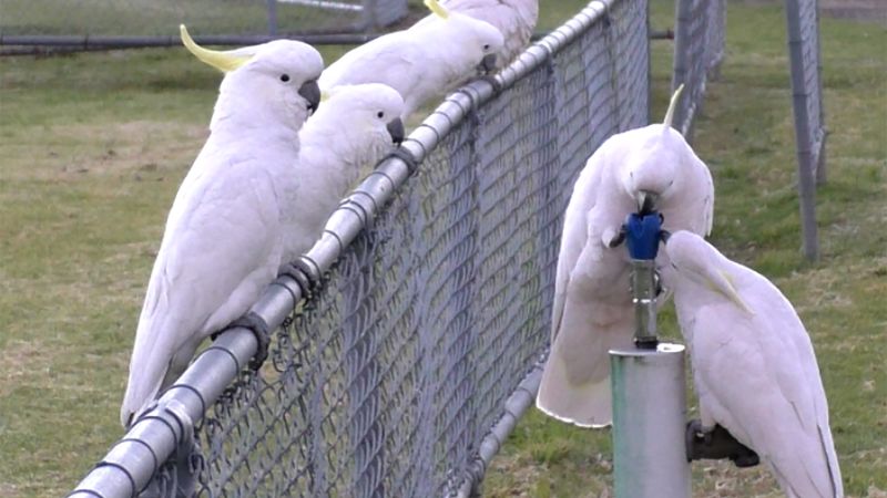 Cockatoos 