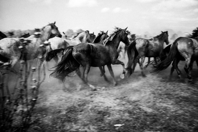IMAGE OF HORSES
