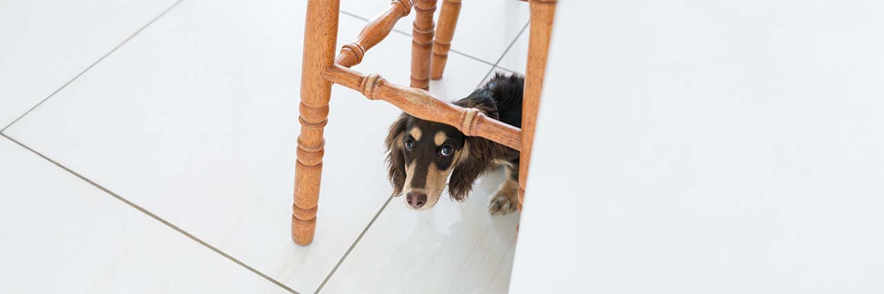 How to calm a scared dog this fireworks season