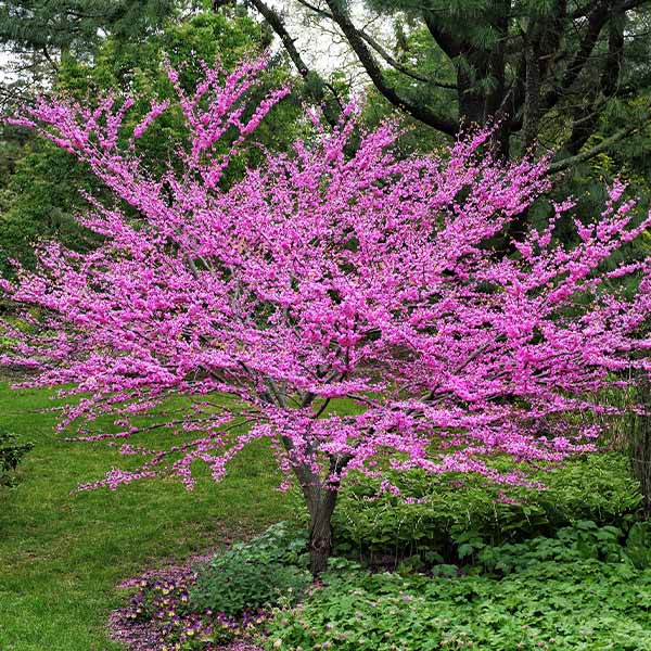 Image of Eastern Redbud Tree