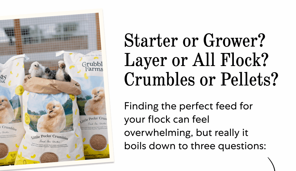 Starter or Grower? Layer or All Flock? Crumbles or Pellets? Finding the perfect feed for  your flock can feel overwhelming, but really it  boils down to three questions: