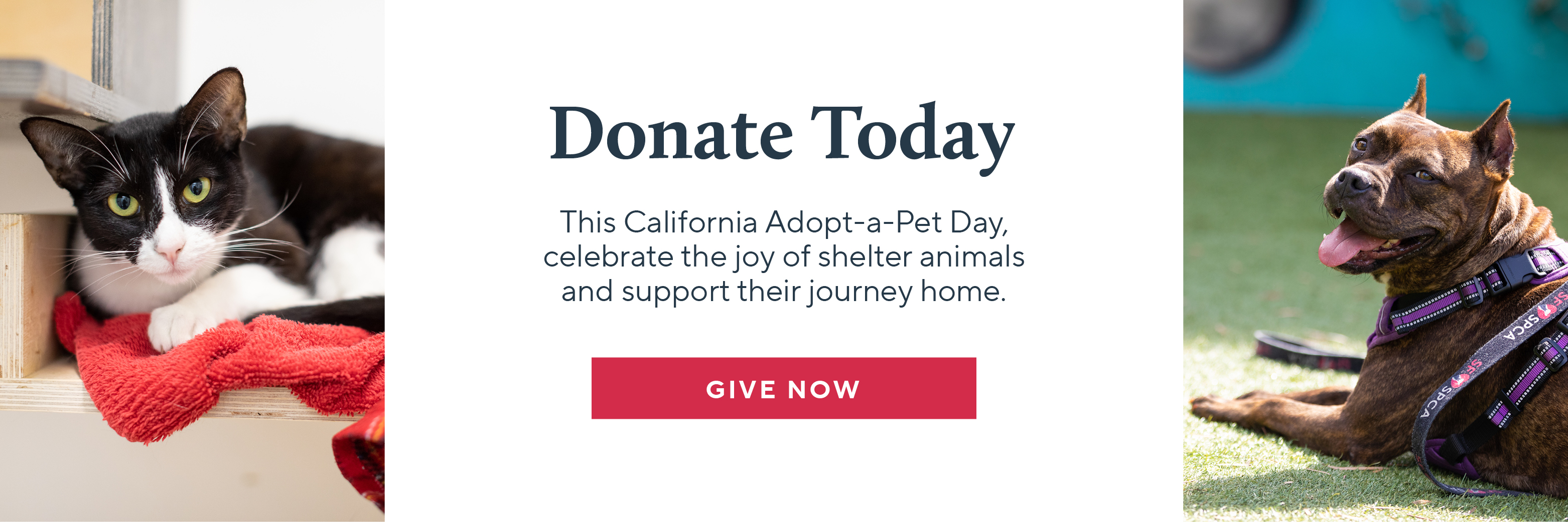 Donate Today-Celebrate the joy of shelter animals and support their journey.