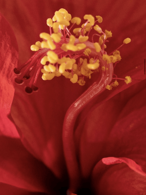 Love Hibiscus