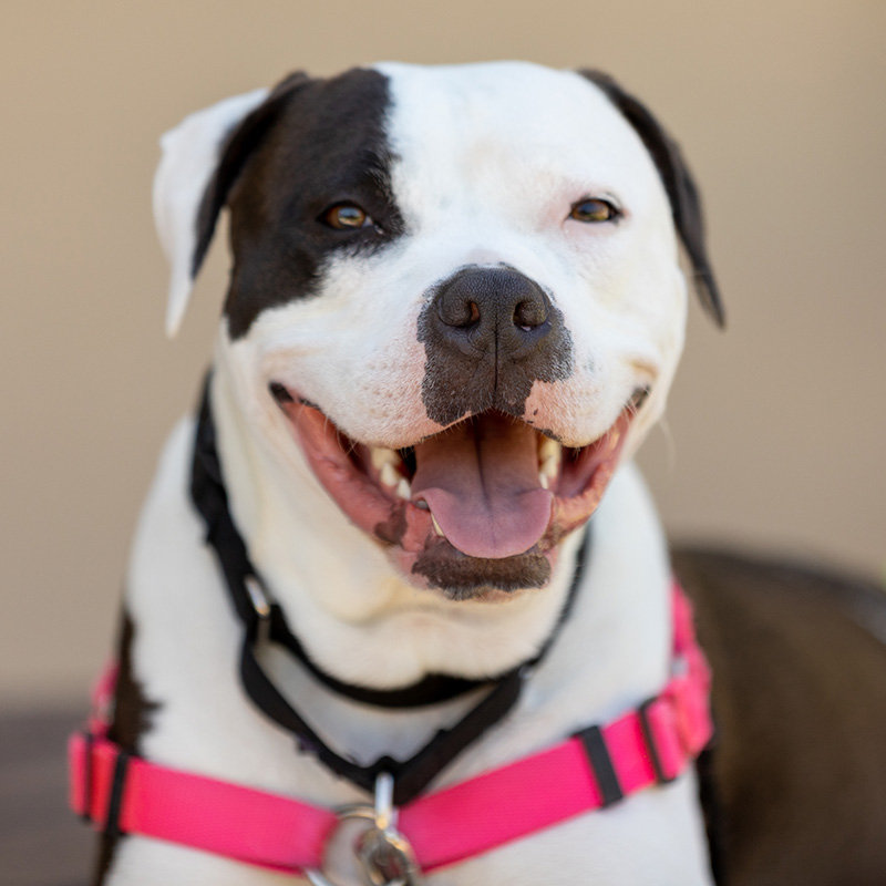 Juno - Shelter dog - Pittie
