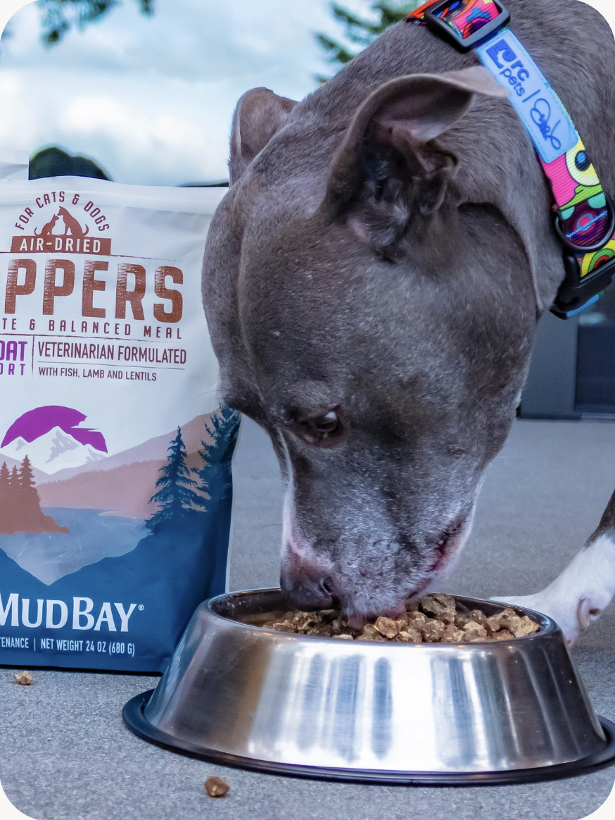 Image of a Staffordshire Terrier eating his food from his bowl.