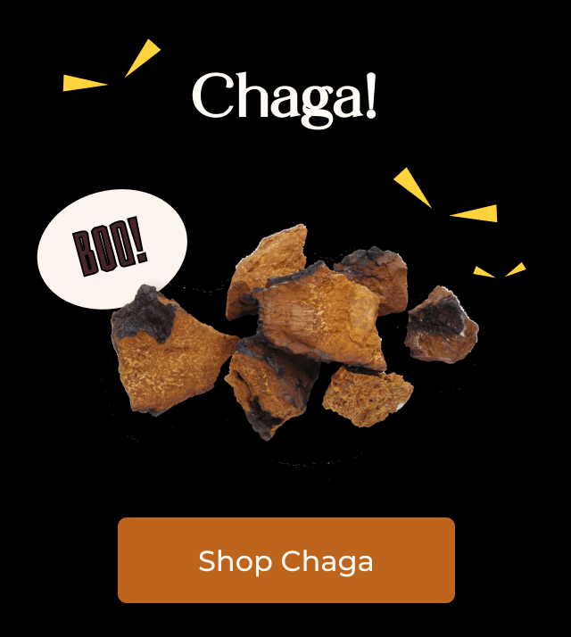 Chaga!