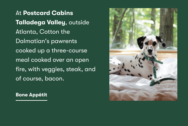 At Postcard Cabins Talladega Valley, outside Atlanta, Cotton the Dalmation's pawrents cooked up a three-course meal