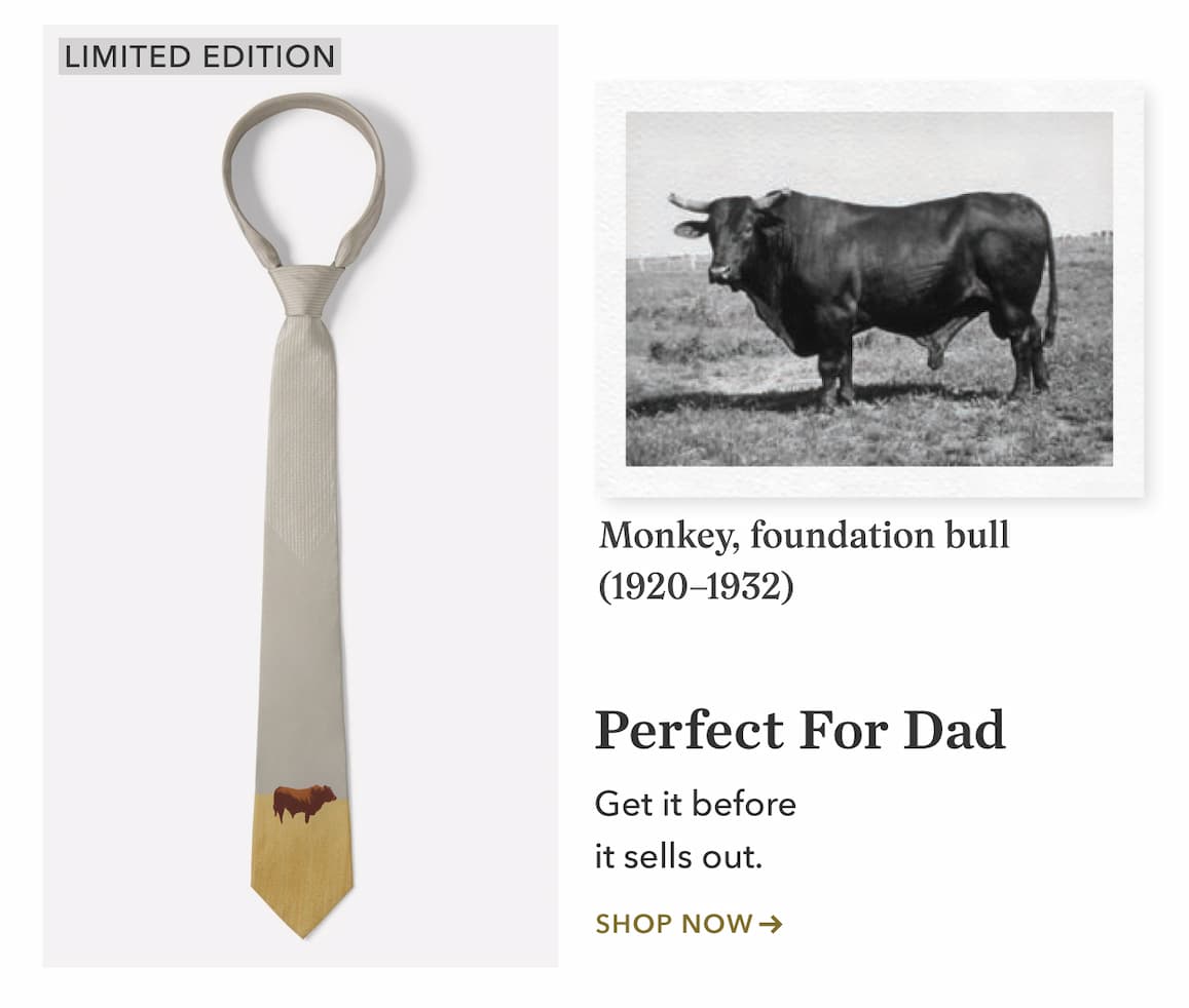Santa Gertrudis Heritage Tie