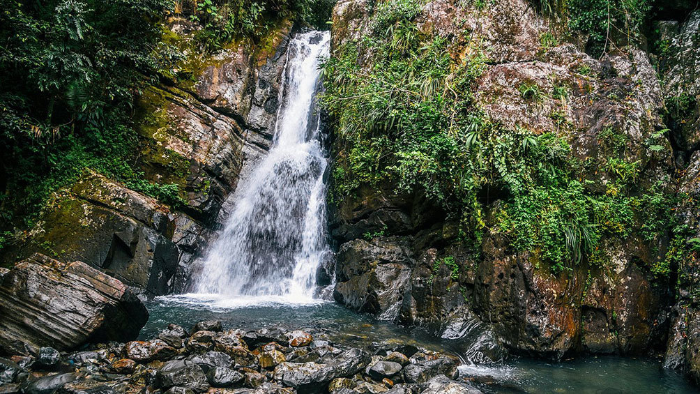 Image description: El Yunque National Forest.
