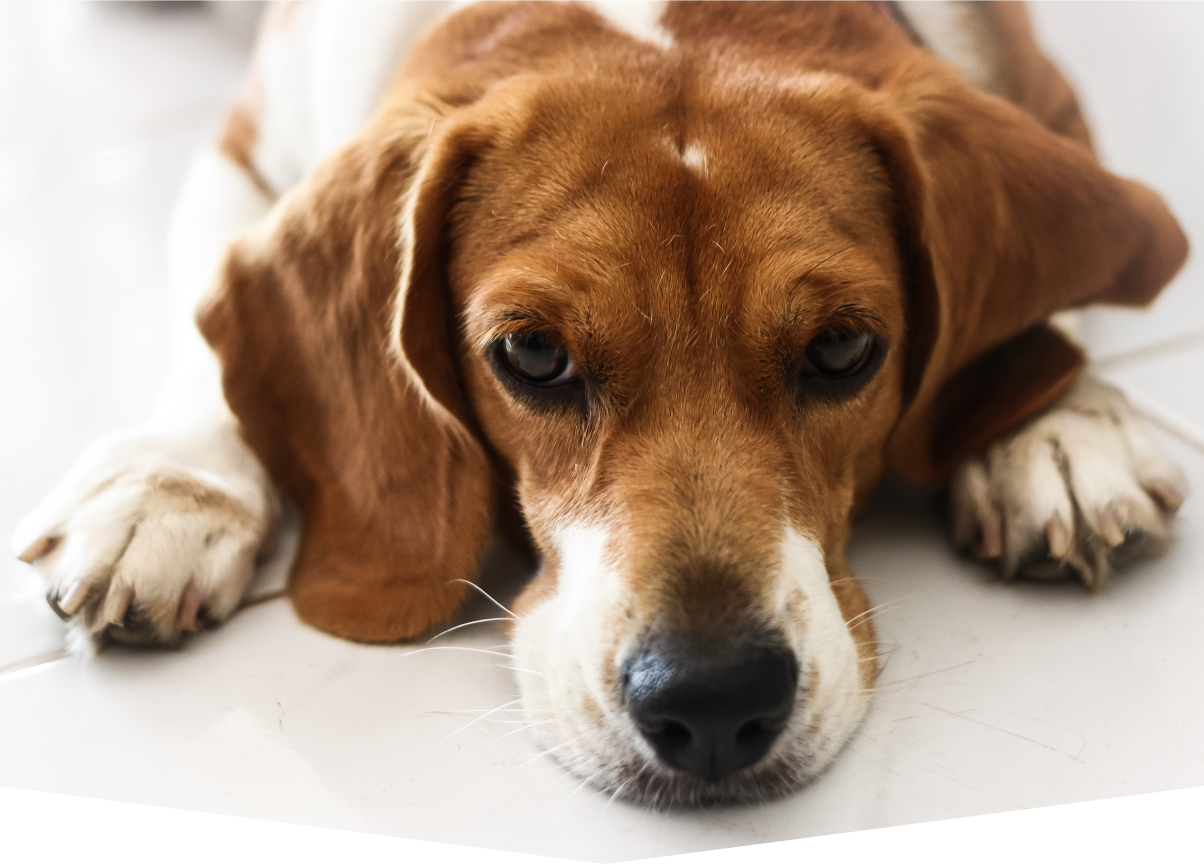 A dog at the vet