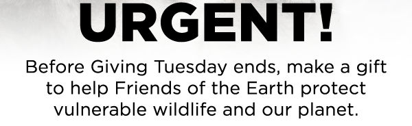 Urgent! Before Giving Tuesday ends, make a gift to help Friends of the Earth protect vulnerable wildlife and our planet.