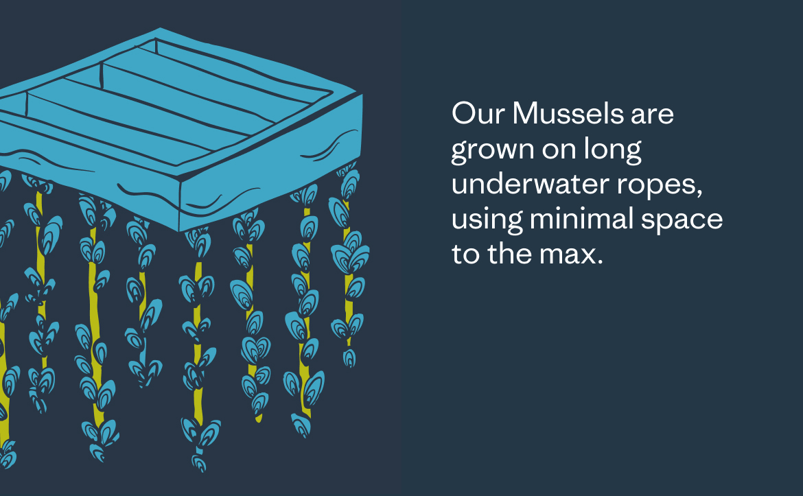 Our mussels are grown on long underwater ropes