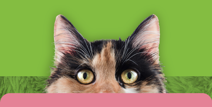Cat peek
