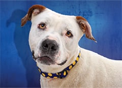 A white dog with brown ears in front of a blue wall
